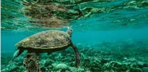 Historic step for the oceans: Treaty on the high seas to enter into force in 2026